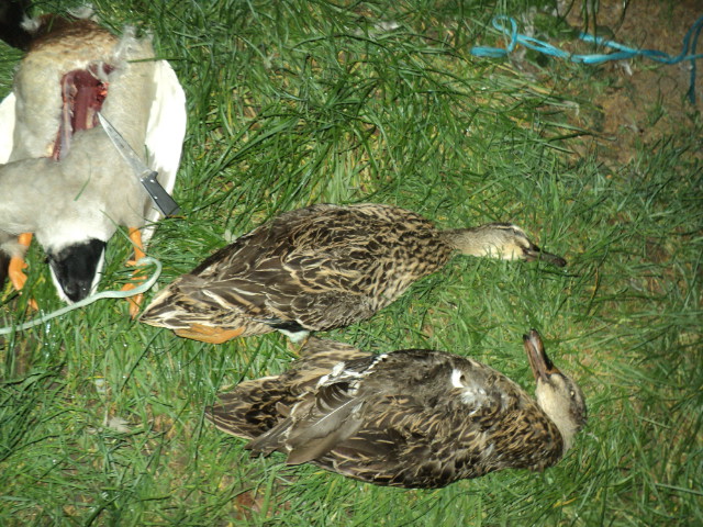 Name:  picture 01 3372.jpg
Views: 253
Size:  165.2 KB