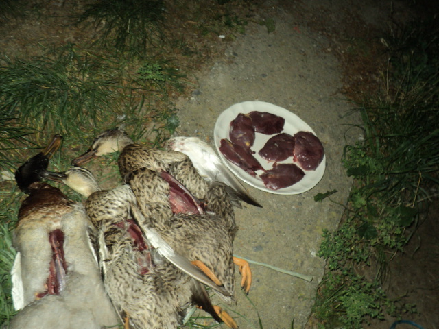 Name:  picture 01 3373.jpg
Views: 269
Size:  164.2 KB
