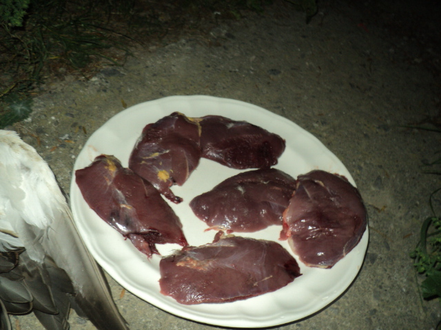 Name:  picture 01 3374.jpg
Views: 261
Size:  163.8 KB
