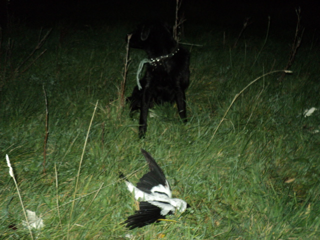 Name:  picture 01 3384.jpg
Views: 209
Size:  163.3 KB