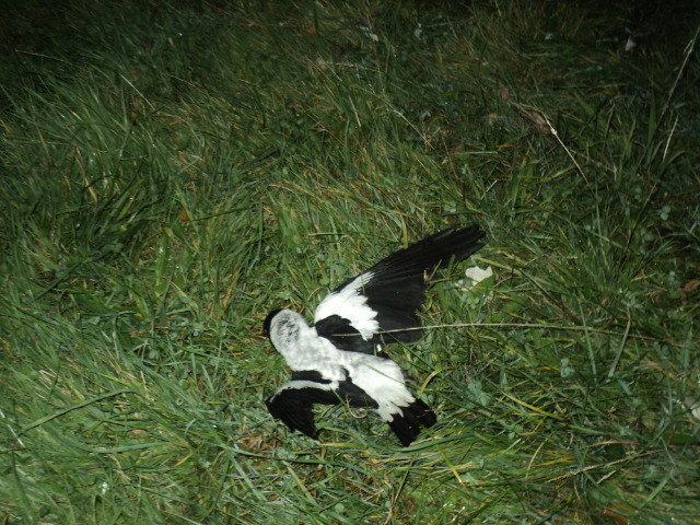 Name:  picture 01 3386.jpg
Views: 191
Size:  164.7 KB