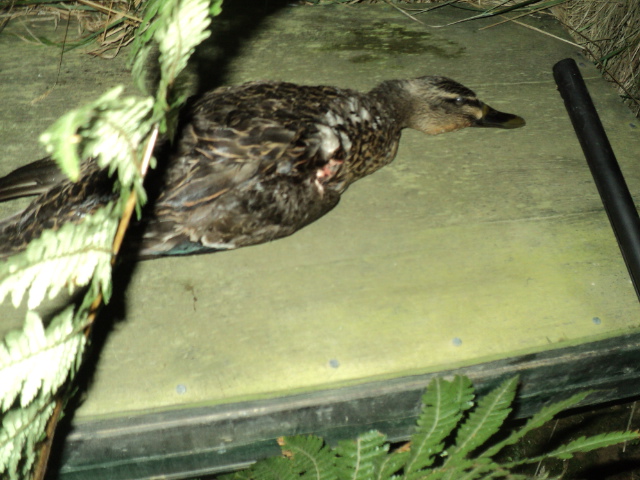 Name:  picture 01 3406.jpg
Views: 265
Size:  163.2 KB