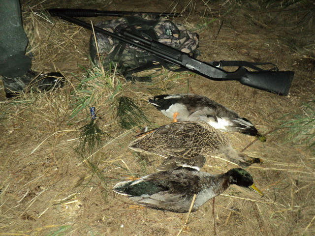 Name:  picture 01 3432.jpg
Views: 193
Size:  164.4 KB