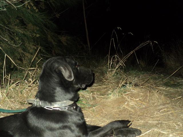 Name:  picture 01 3452.jpg
Views: 208
Size:  164.0 KB