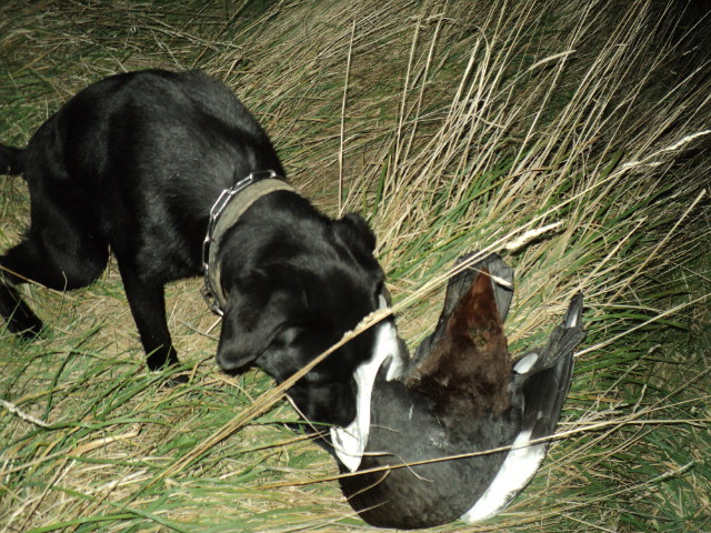 Name:  picture 01 3455.jpg
Views: 161
Size:  164.9 KB