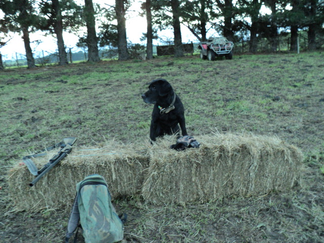 Name:  picture 1899.jpg
Views: 339
Size:  164.7 KB