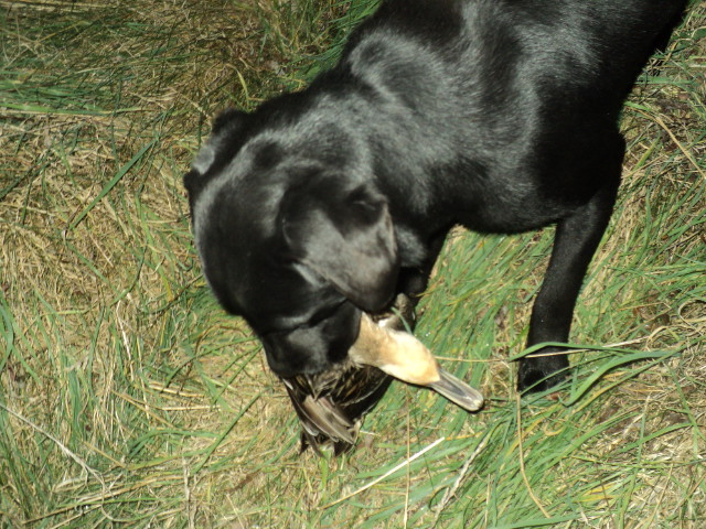 Name:  picture 01 3549.jpg
Views: 169
Size:  164.9 KB