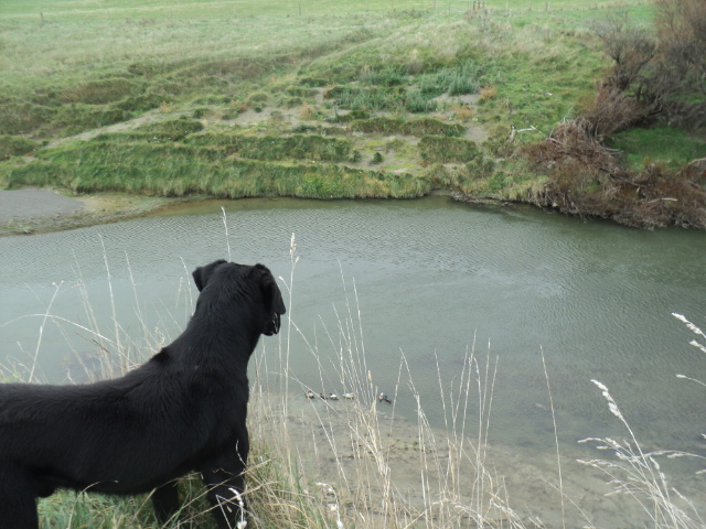 Name:  picture 01 3564.jpg
Views: 292
Size:  162.7 KB