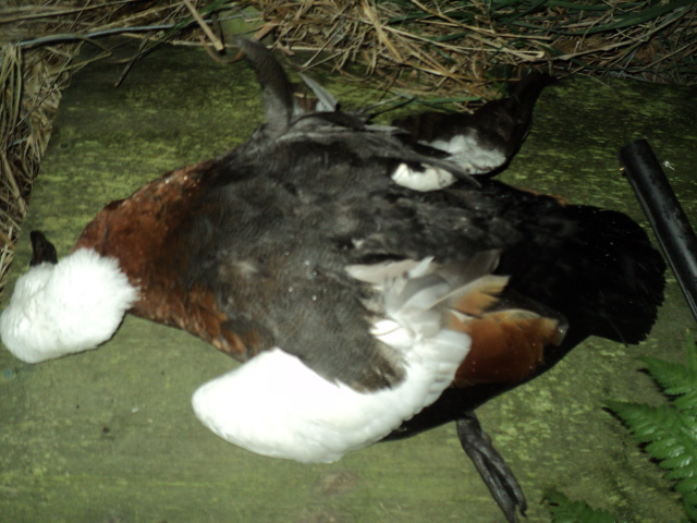 Name:  picture 01 3612.jpg
Views: 216
Size:  164.4 KB
