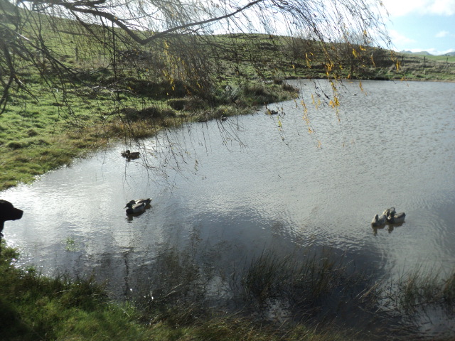 Name:  picture 01 3615.jpg
Views: 200
Size:  163.2 KB