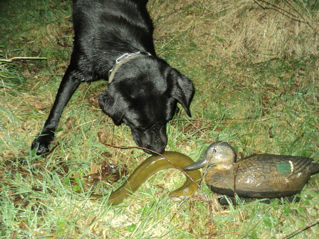 Name:  picture 01 3622.jpg
Views: 183
Size:  164.8 KB