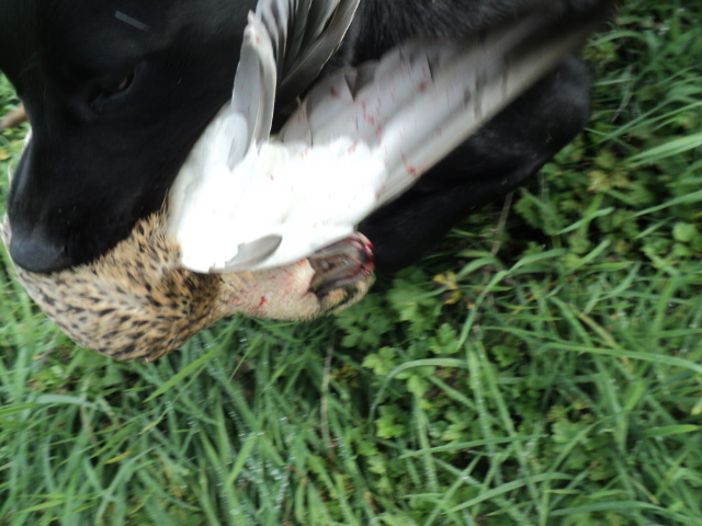 Name:  picture 01 3629.jpg
Views: 478
Size:  164.8 KB