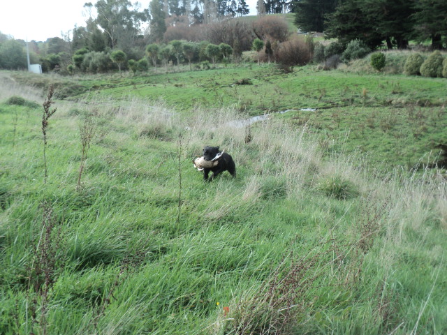 Name:  picture 01 3628.jpg
Views: 494
Size:  164.1 KB