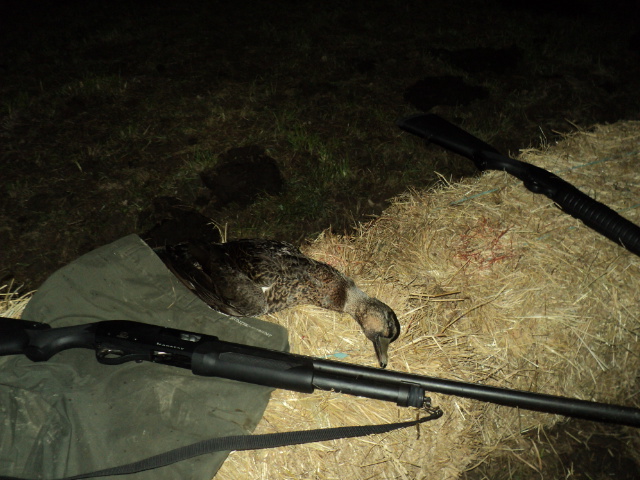 Name:  picture 01 3667.jpg
Views: 427
Size:  162.6 KB