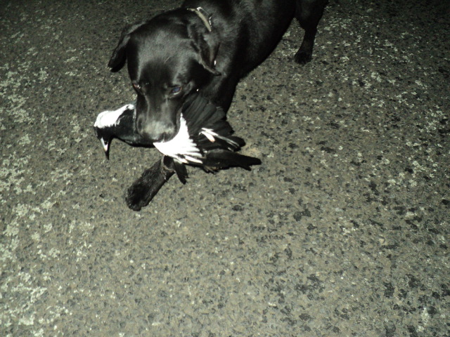 Name:  picture 01 3669.jpg
Views: 429
Size:  165.1 KB