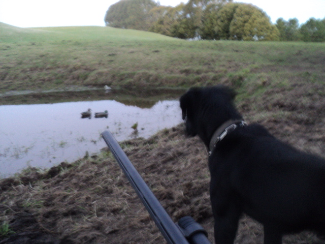 Name:  picture 01 3711.jpg
Views: 406
Size:  160.9 KB