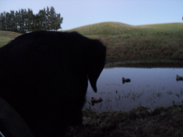 Name:  picture 01 3713.jpg
Views: 496
Size:  158.4 KB