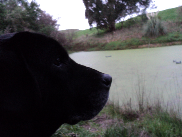 Name:  picture 1932.jpg
Views: 405
Size:  164.4 KB