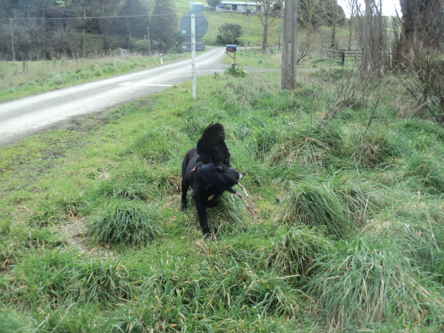 Name:  picture 01 3933.jpg
Views: 273
Size:  163.8 KB