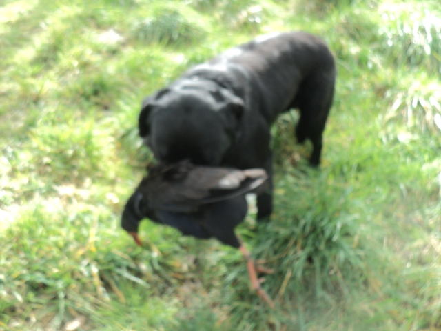 Name:  picture 01 3934.jpg
Views: 248
Size:  165.0 KB