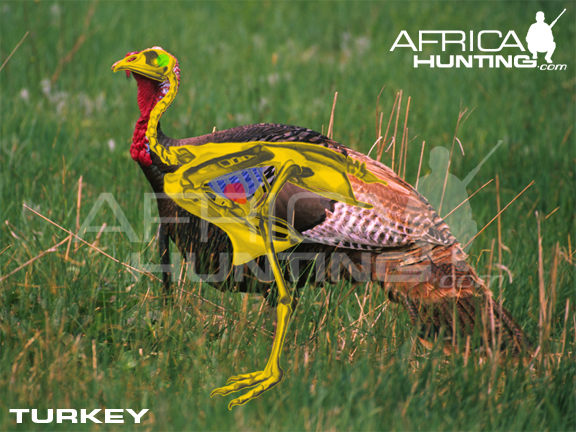 Name:  turkey-vitals-hunting.jpg
Views: 2199
Size:  280.0 KB