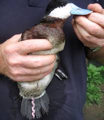 Name:  duck willy.jpg
Views: 2336
Size:  7.3 KB