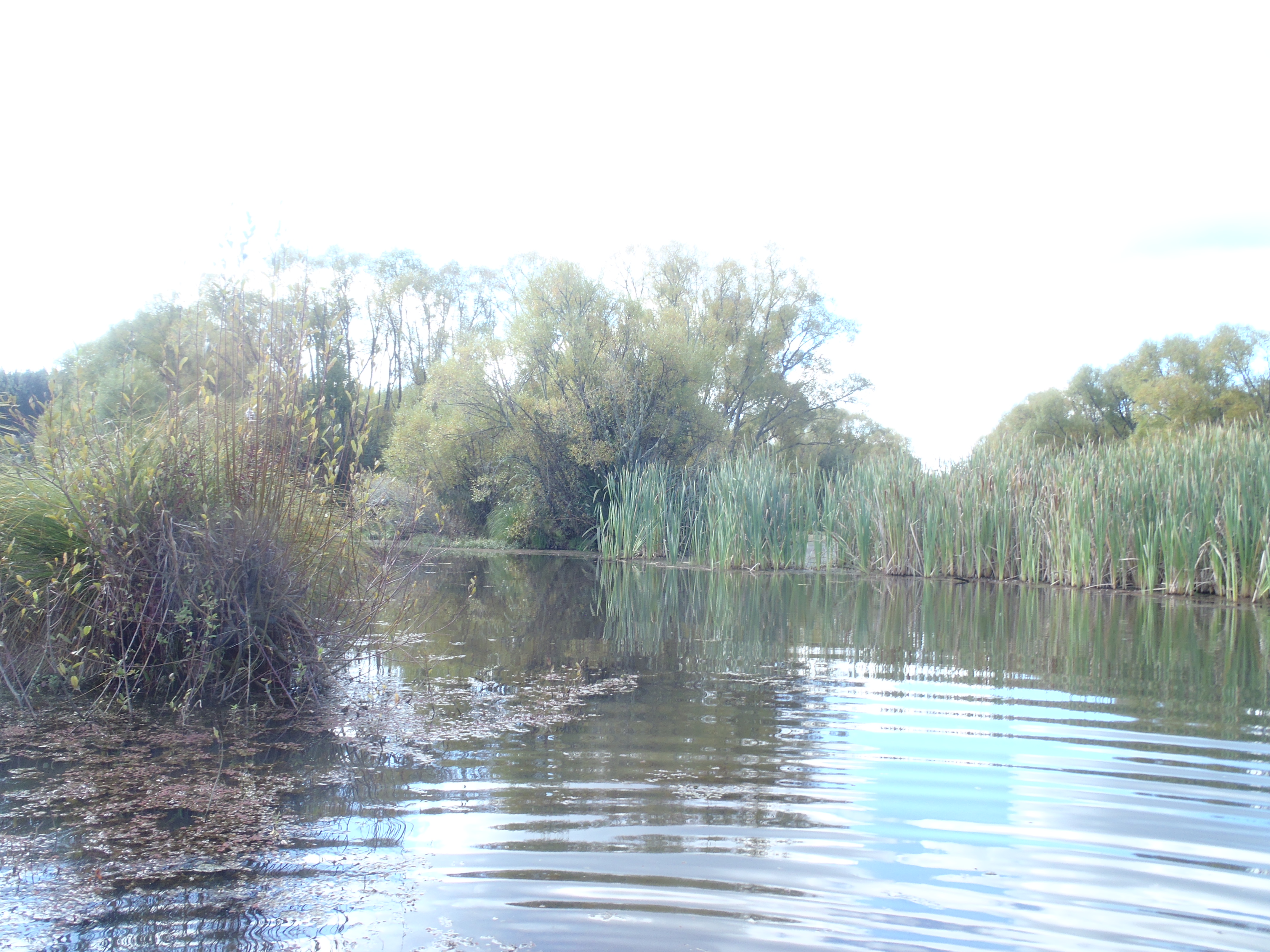 Name:  2020-03-25 005.JPG
Views: 1266
Size:  3.09 MB
