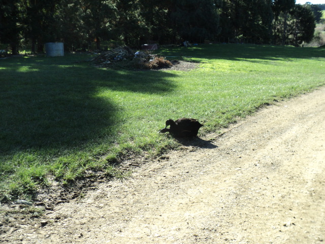 Name:  picture 2173.jpg
Views: 299
Size:  164.7 KB