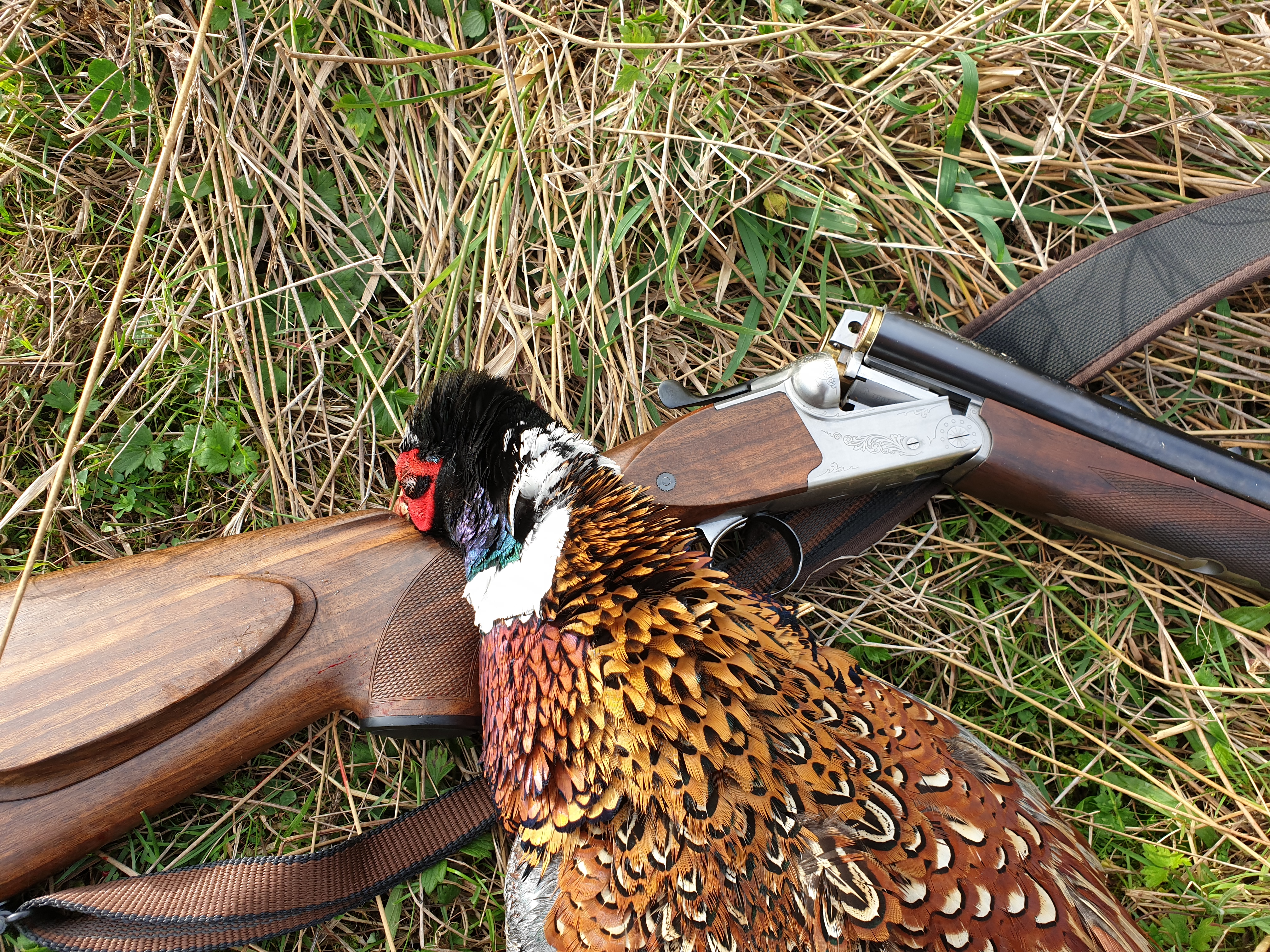 Name:  96K Rooster.jpg
Views: 408
Size:  7.07 MB