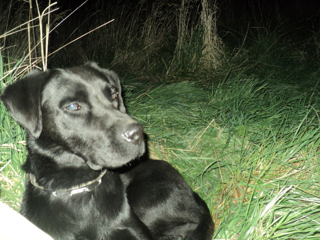 Name:  picture 01 780.jpg
Views: 265
Size:  164.9 KB