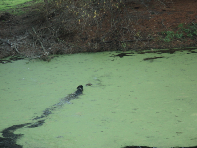 Name:  picture 01 785.jpg
Views: 276
Size:  165.0 KB
