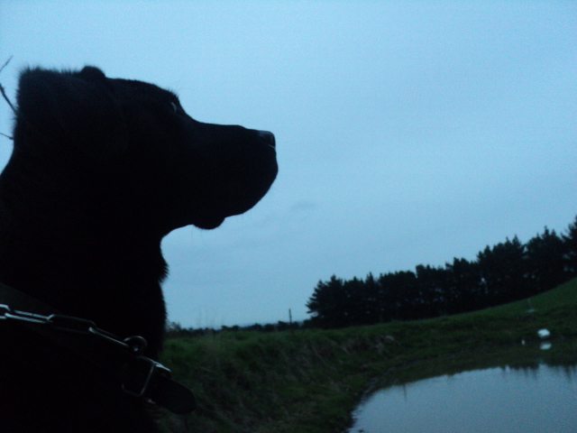 Name:  picture 01 803.jpg
Views: 259
Size:  164.3 KB