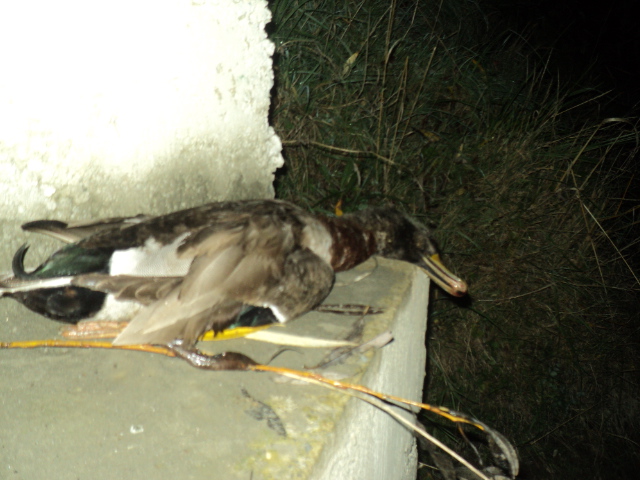Name:  picture 01 826.jpg
Views: 293
Size:  162.8 KB