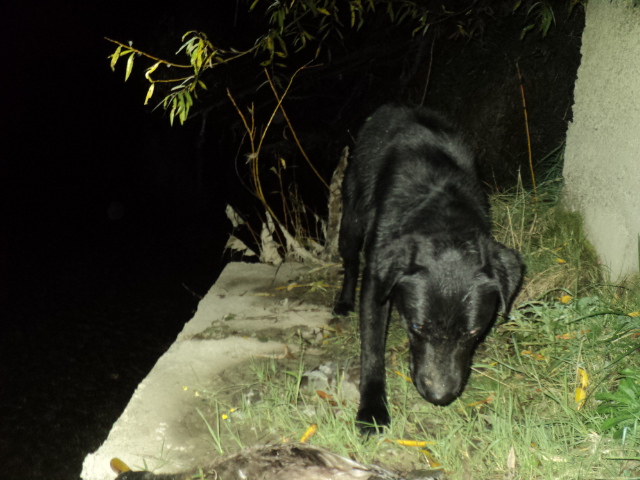 Name:  picture 01 829.jpg
Views: 292
Size:  164.1 KB