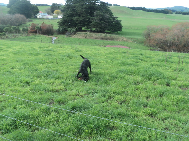Name:  picture 01 897.jpg
Views: 232
Size:  163.1 KB
