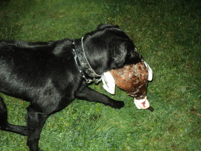 Name:  picture 01 904.jpg
Views: 172
Size:  164.7 KB