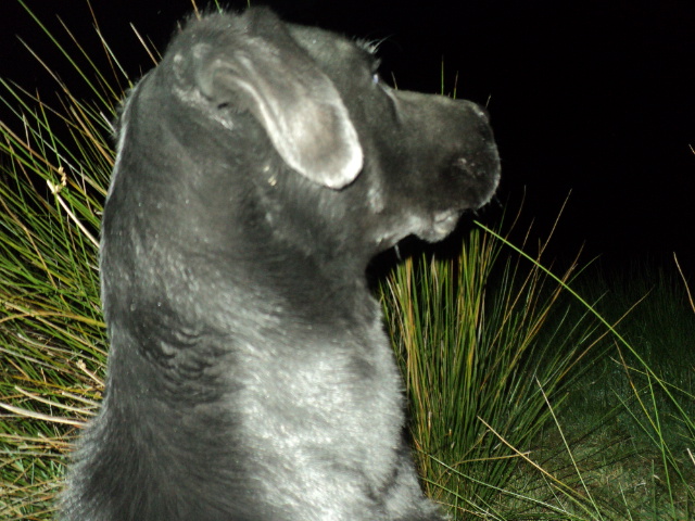 Name:  picture 01 910.jpg
Views: 237
Size:  165.0 KB