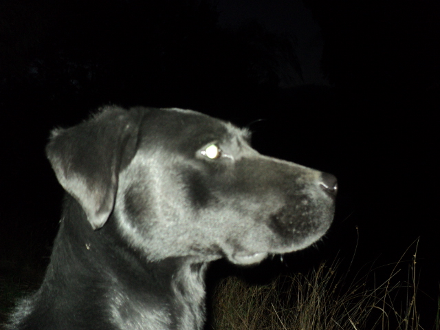 Name:  picture 01 914.jpg
Views: 228
Size:  161.6 KB