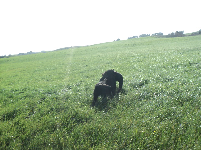 Name:  picture 01 940.jpg
Views: 174
Size:  164.7 KB