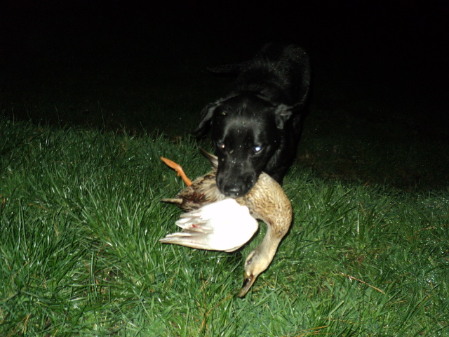 Name:  picture 01 987.jpg
Views: 282
Size:  165.0 KB