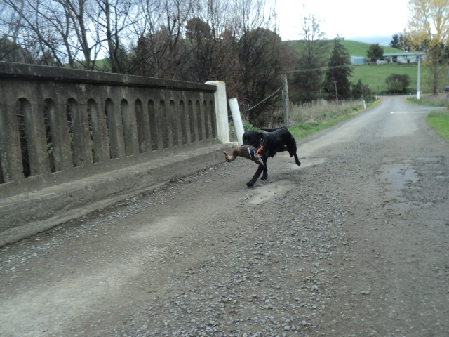 Name:  picture 01 1009.jpg
Views: 436
Size:  164.8 KB
