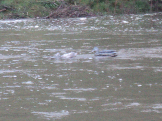 Name:  picture 01 1060.jpg
Views: 412
Size:  163.1 KB