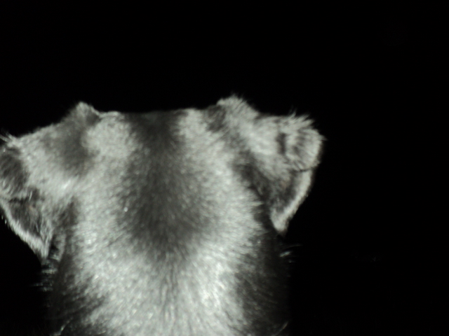 Name:  picture 01 1065.jpg
Views: 425
Size:  149.2 KB