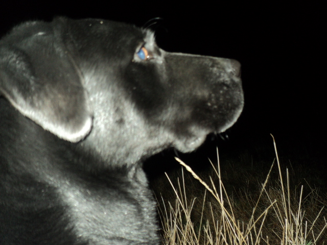 Name:  picture 01 1068.jpg
Views: 437
Size:  163.6 KB