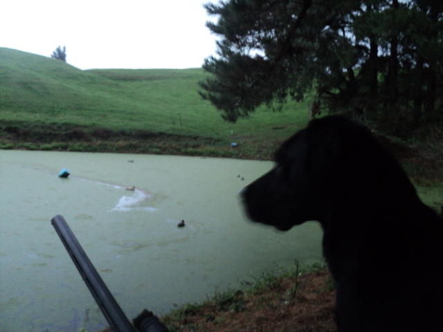 Name:  picture 01 1074.jpg
Views: 393
Size:  165.1 KB