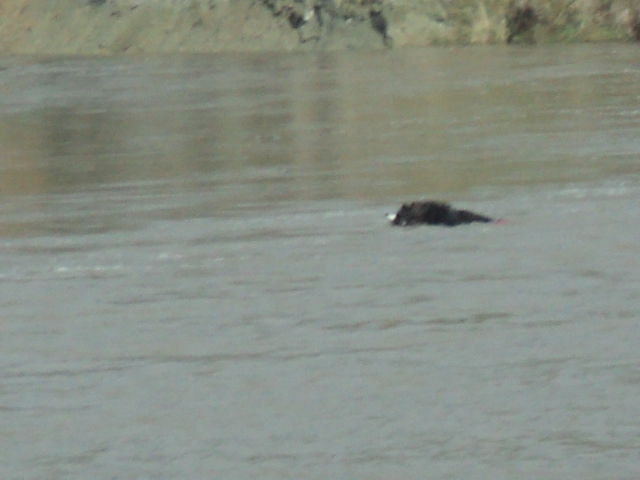 Name:  picture 01 1086.jpg
Views: 383
Size:  158.6 KB