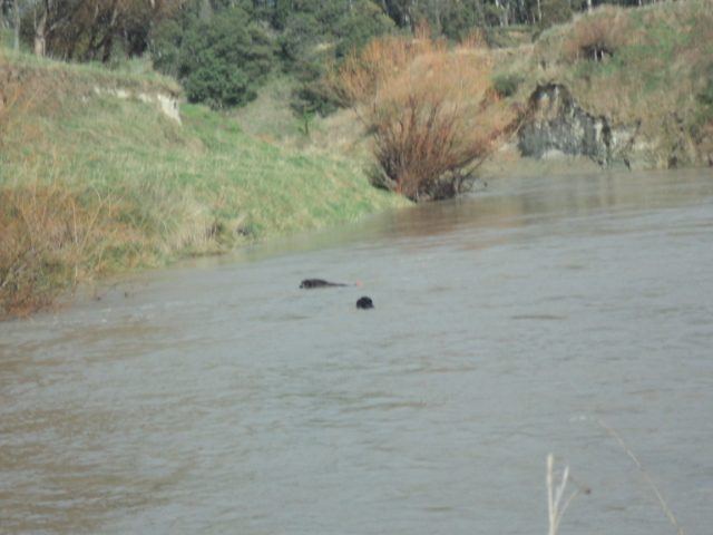 Name:  picture 01 1085.jpg
Views: 394
Size:  164.0 KB