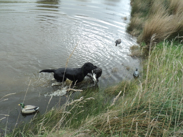 Name:  picture 01 1262.jpg
Views: 143
Size:  164.7 KB