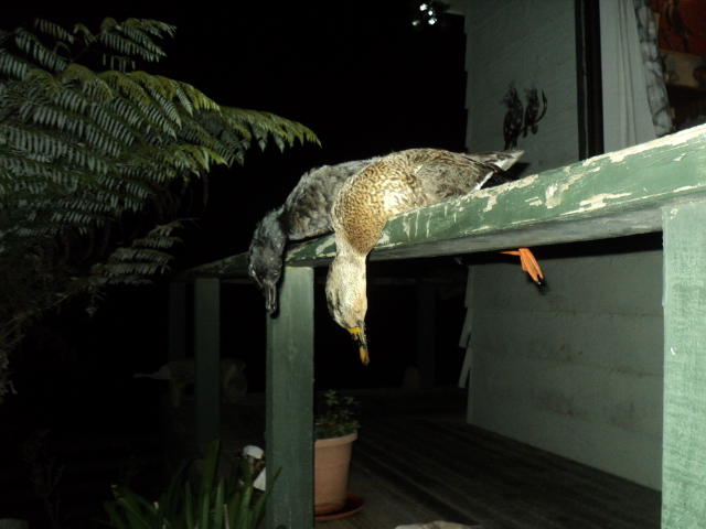 Name:  picture 01 1274.jpg
Views: 147
Size:  164.2 KB