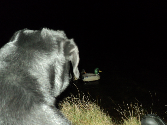 Name:  picture 01 1282.jpg
Views: 240
Size:  165.1 KB